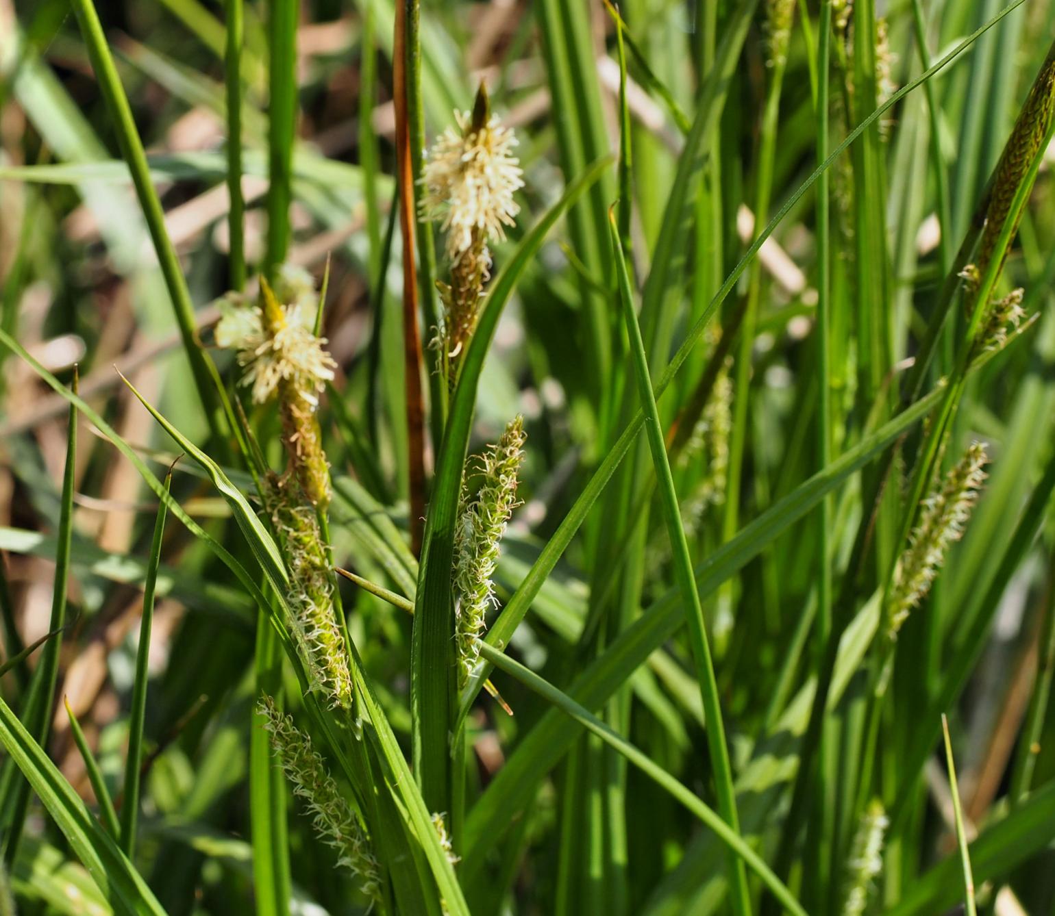 Sedge, Bladder